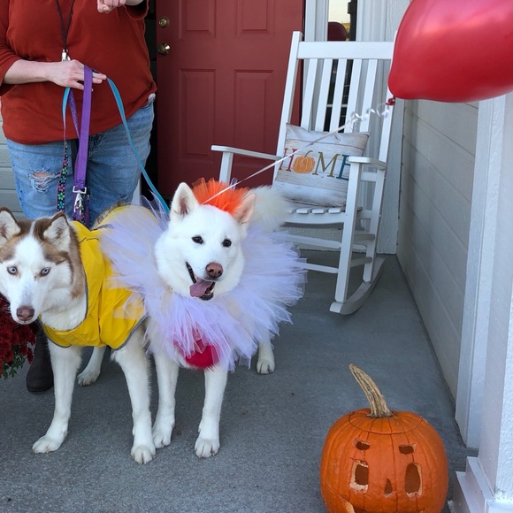 ❤️🐾 Amy & The Husketeers!  🐾❤️ - Picture 10 of 14